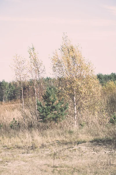가 숲 나무 시골-레트로, 빈티지 색상 — 스톡 사진
