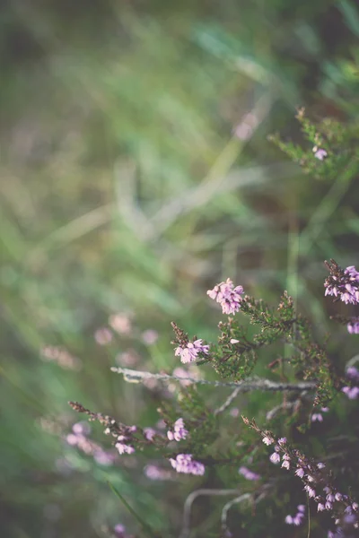 美丽的绿色植物与模糊背景-复古的特写, — 图库照片