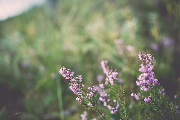 Closeup of beautiful green plants with blur background - retro, — Stock Photo, Image