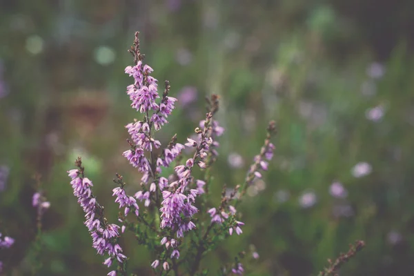 Closeup of beautiful green plants with blur background - retro, — Stock Photo, Image