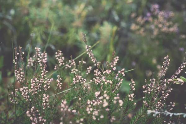 Closeup krásných zelených rostlin s rozostření pozadí - retro, — Stock fotografie