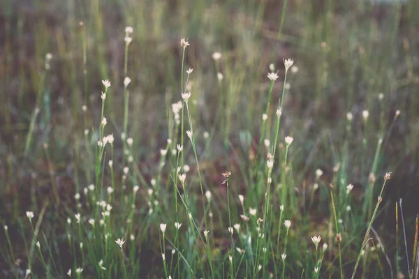 Închiderea plantelor verzi frumoase cu fundal neclar - retro , — Fotografie, imagine de stoc