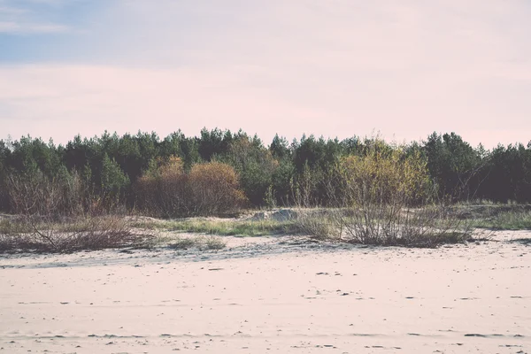 Поздняя осень цвета в дюнах у моря - ретро, винтаж — стоковое фото