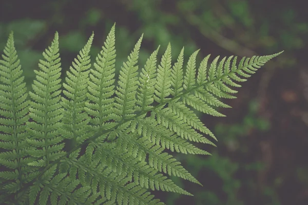 Close-up de belas plantas verdes com fundo borrão - retro , — Fotografia de Stock