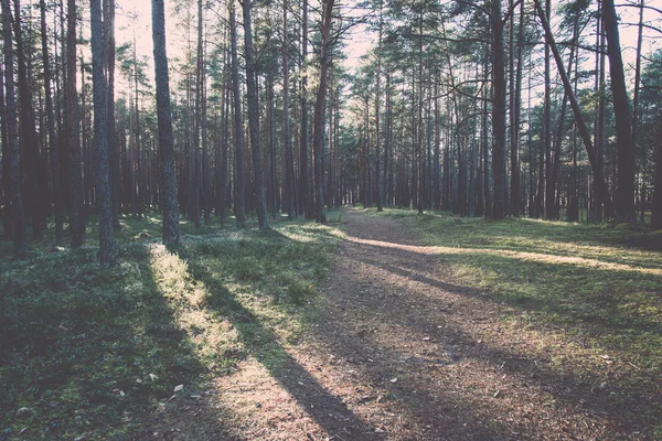 Jesienią kolorowe turystyka szlak w lesie - retro, vintage — Zdjęcie stockowe