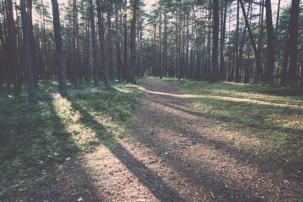 Осінній кольоровий туристичний шлях у лісі ретро, вінтажний — стокове фото