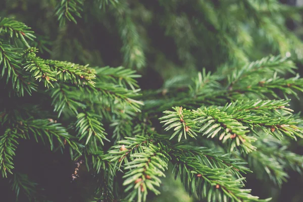 ぼかしの松の木の枝の背景 - レトロ、ヴィンテージ — ストック写真
