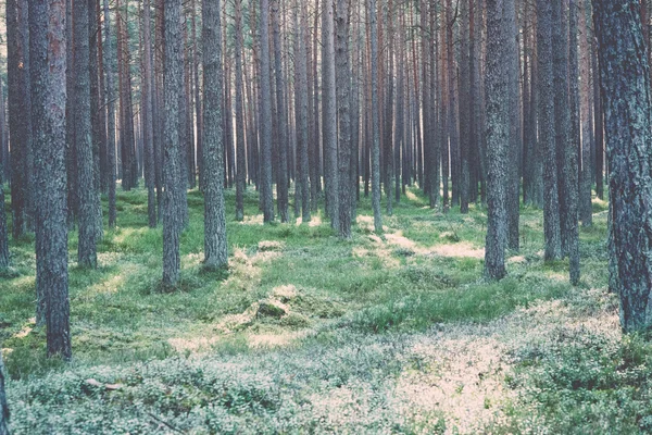 Sentier touristique coloré automne dans les bois - rétro, vintage — Photo