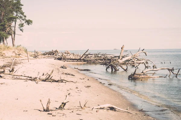 Horizonte de playa con troncos de árboles viejos en el agua - retro, vendimia —  Fotos de Stock
