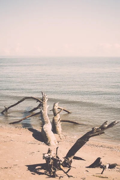 Strandsilhouette mit alten Baumstämmen im Wasser - Retro, Vintage — Stockfoto
