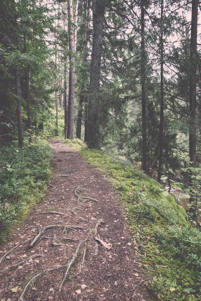 Sendero turístico escénico y hermoso en el bosque cerca del río - re —  Fotos de Stock