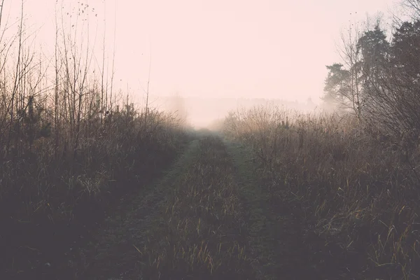 美丽的薄雾草甸在早晨霜复古, 葡萄酒 — 图库照片