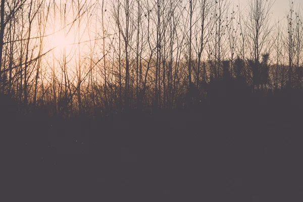 Ramas de árboles brumosos en la luz del sol brillante - retro, vendimia —  Fotos de Stock