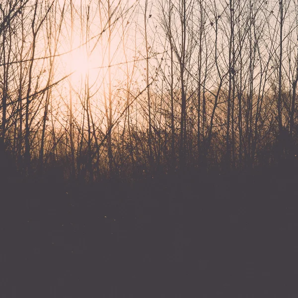霧の木の枝明るい日差し - レトロ、ヴィンテージ — ストック写真