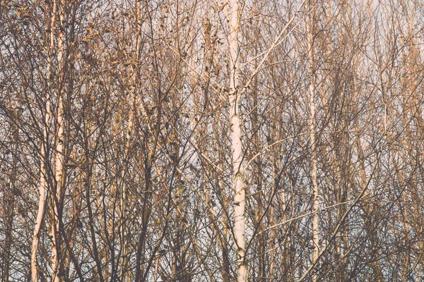 Dimmiga träd grenar i ljusa solljus - retro, vintage — Stockfoto