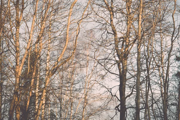 Zamlžené strom větví v jasném slunečním světle - retro a vintage — Stock fotografie