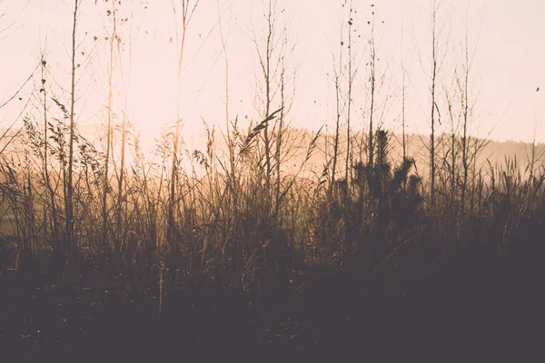 霧の木の枝明るい日差し - レトロ、ヴィンテージ — ストック写真