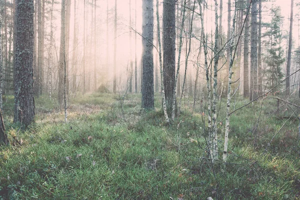 Mooi licht balken in bos door de bomen - retro, vintage — Stockfoto