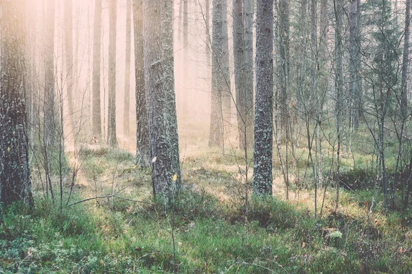 Beaux rayons de lumière dans la forêt à travers les arbres - rétro, vintage — Photo