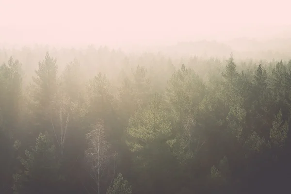 Panoramisch uitzicht op mistige bos - retro, vintage — Stockfoto