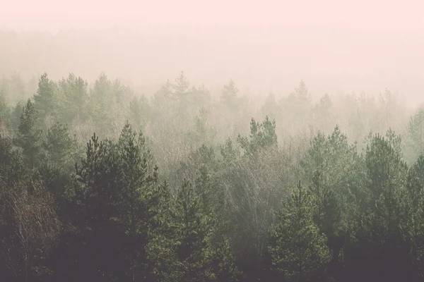 Vista panoramica della foresta nebbiosa - retro, vintage — Foto Stock