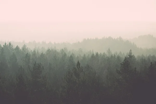 Vista panoramica della foresta nebbiosa - retro, vintage — Foto Stock