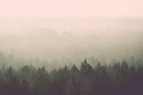 Vista panoramica della foresta nebbiosa - retro, vintage — Foto Stock
