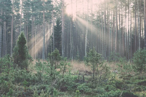 Belos feixes de luz na floresta através de árvores - retro, vintage — Fotografia de Stock
