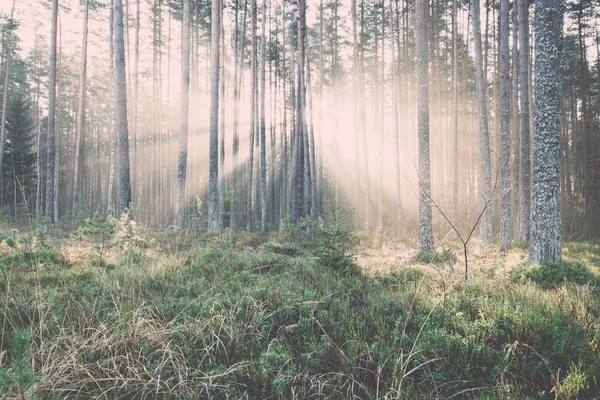 아름 다운 빛 광선 숲 나무-레트로, 빈티지 — 스톡 사진