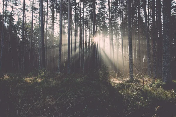 Belle travi leggere nella foresta attraverso gli alberi retrò, vintage — Foto Stock