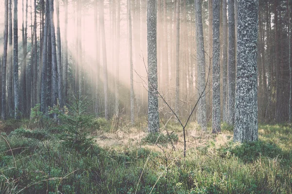 Belos feixes de luz na floresta através de árvores - retro, vintage — Fotografia de Stock