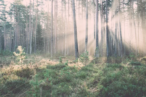 Красивые лучи света в лесу через деревья - ретро, винтажные — стоковое фото