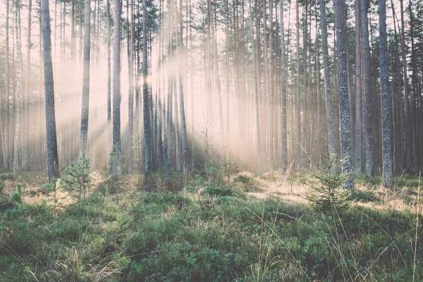 Belos feixes de luz na floresta através de árvores - retro, vintage — Fotografia de Stock