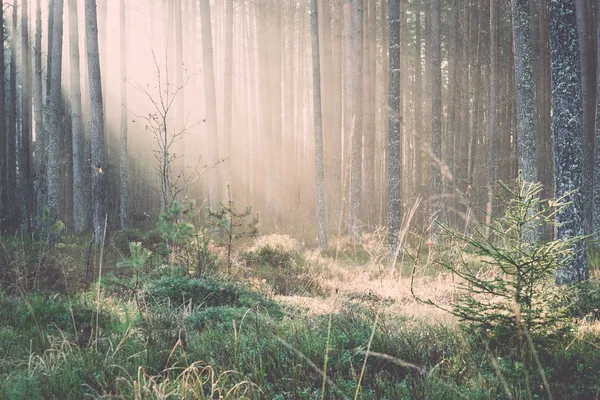 Belos feixes de luz na floresta através de árvores - retro, vintage — Fotografia de Stock