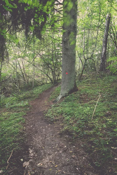 Sentier touristique pittoresque et magnifique dans les bois près de la rivière re — Photo