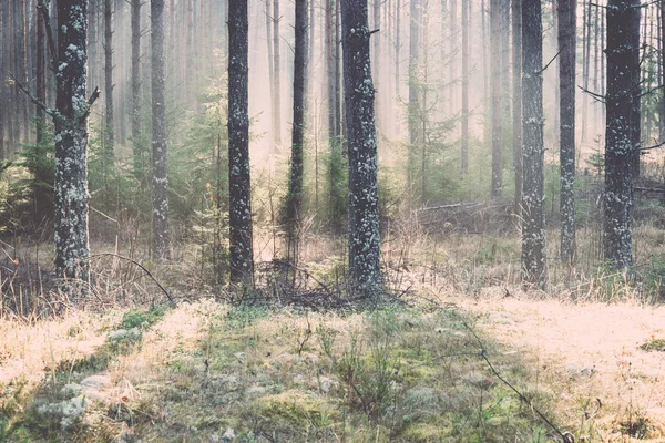 Mooi licht balken in bos door de bomen - retro, vintage — Stockfoto