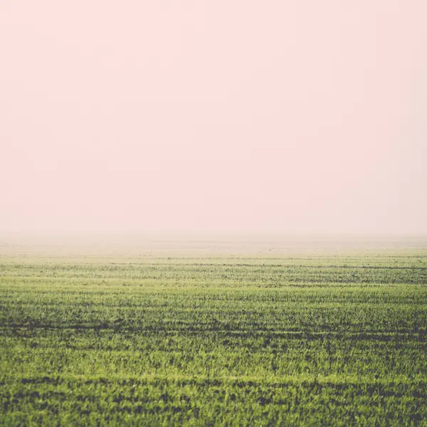 重い霧 - の美しい緑の牧草地、レトロなヴィンテージ — ストック写真