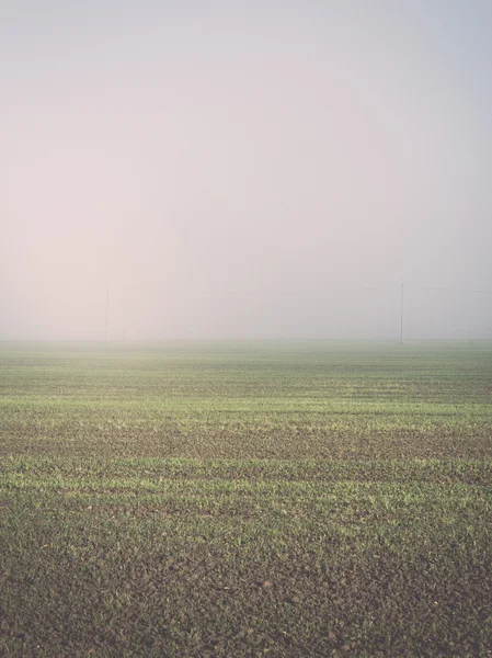 Beautiful green meadow in heavy mist - retro, vintage — Stock Photo, Image