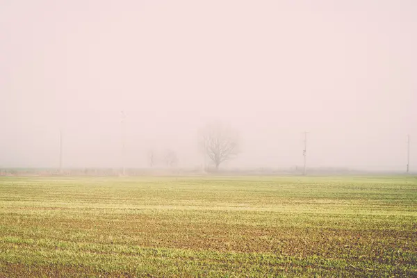 Красивый зеленый луг в тяжелом тумане - ретро, винтажный — стоковое фото