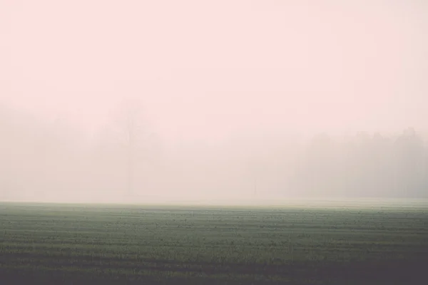 Beautiful green meadow in heavy mist - retro, vintage — Stock Photo, Image