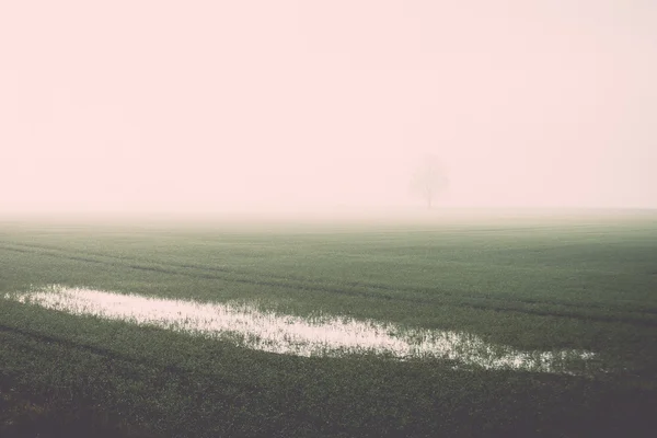 Hermoso prado verde en la niebla pesada - retro, vendimia —  Fotos de Stock