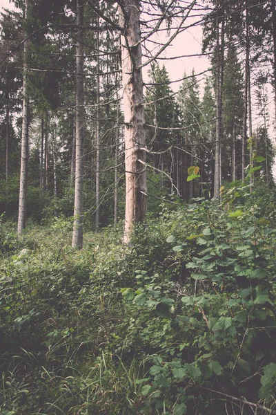 trees in green forest with moss and autumn colors - retro, vinta