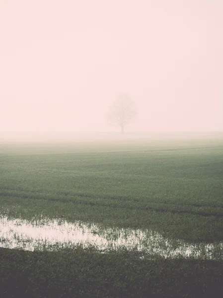 在大雾-片美丽的绿色草地复古，复古 — 图库照片