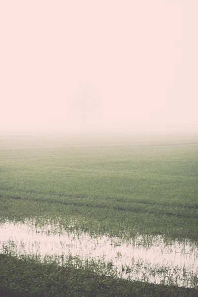 在大雾-片美丽的绿色草地复古，复古 — 图库照片