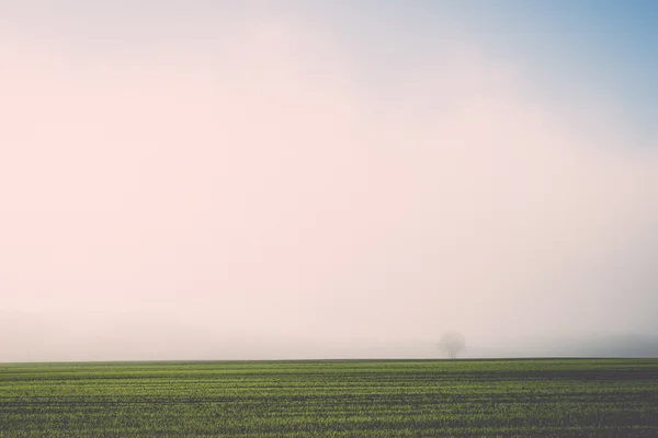 Hermoso prado verde en la niebla pesada - retro, vendimia — Foto de Stock