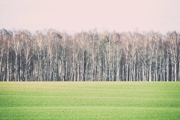 Belle prairie verte dans la brume épaisse - rétro, vintage — Photo