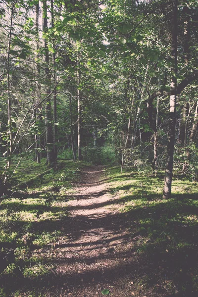 Sendero turístico escénico y hermoso en el bosque cerca del río - re —  Fotos de Stock