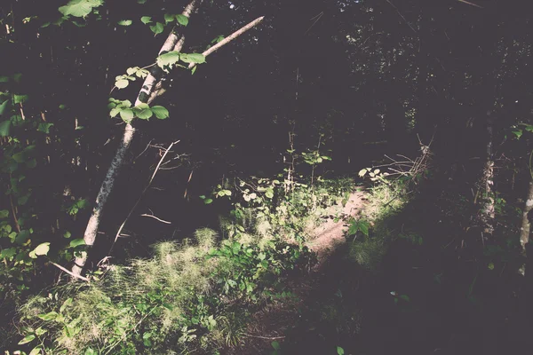 Γραφική και όμορφη τουρισμού μονοπάτι μέσα στο δάσος κοντά ποταμός - εκ νέου — Φωτογραφία Αρχείου