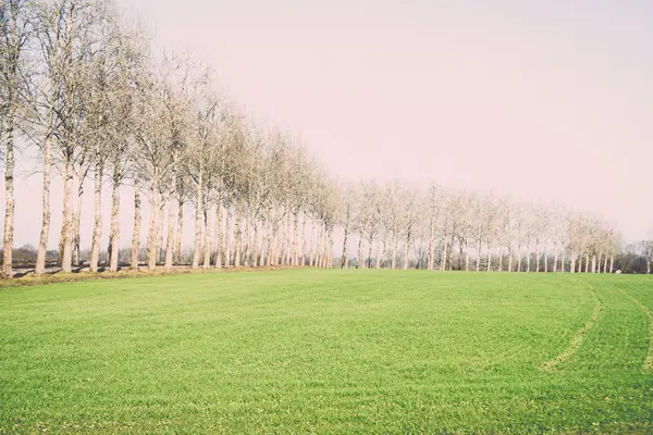 Piękny zielony łąka w ciężkich mgła - retro, vintage — Zdjęcie stockowe
