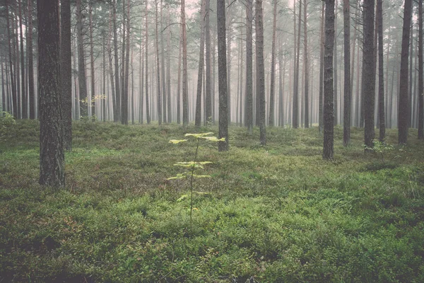 Mistige ochtend in het bos - retro, vintage — Stockfoto